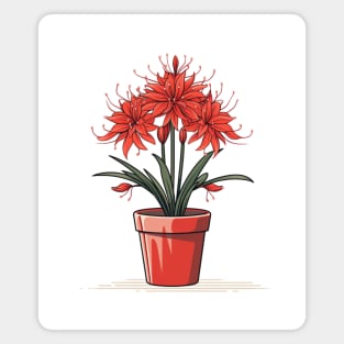 Red Spider Lily lycoris radiata in the pot in vector style Magnet